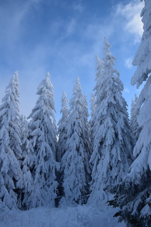 有关ICEE, 下雪的, 下雪的天气的免费素材图片