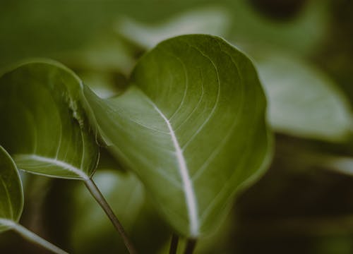 有关增长, 天性, 工厂的免费素材图片