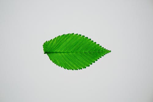 明亮的绿色榆树叶 · 免费素材图片