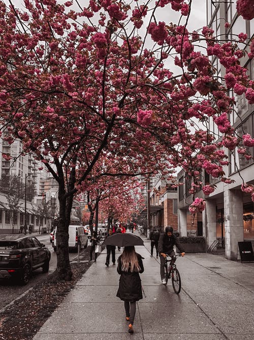在雨中开花的树木沿着城市的街道上行走的行人 · 免费素材图片