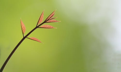 有关下落, 充满活力, 公园的免费素材图片