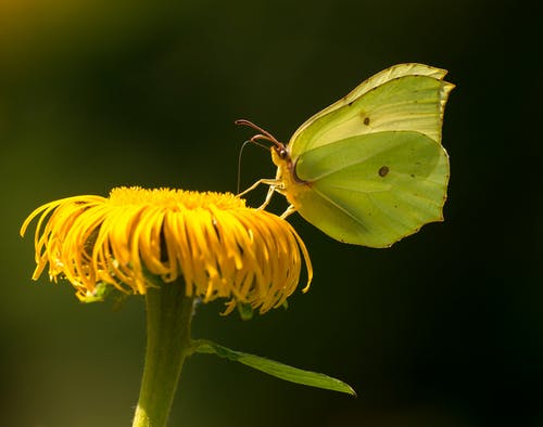 有关gonepteryx rhamni, 充满活力, 冷静的免费素材图片