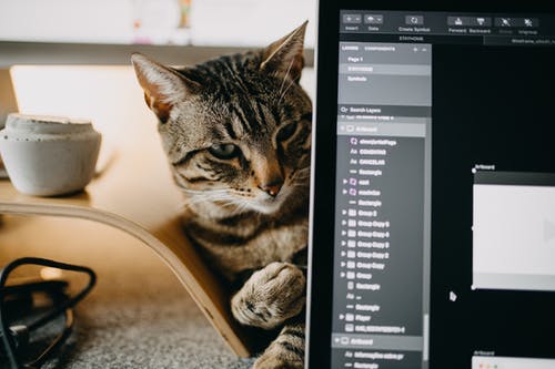 可爱的猫咪附近打开笔记本电脑与房子里的软件 · 免费素材图片