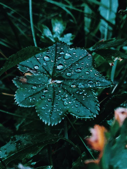 有关alchemilla vulgaris, 健康, 充满活力的免费素材图片