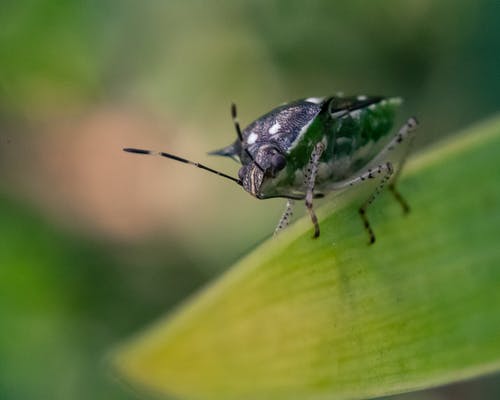 有关palomena prasina, 公园, 动物的免费素材图片