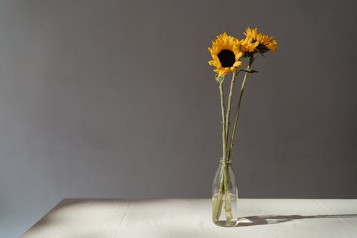 有关作文, 向日葵, 地平线的免费素材图片