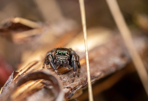 有关evarcha, salticidae, 不均匀的的免费素材图片