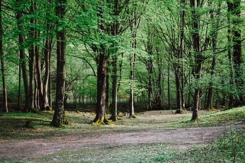 有关天性, 小径, 森林的免费素材图片