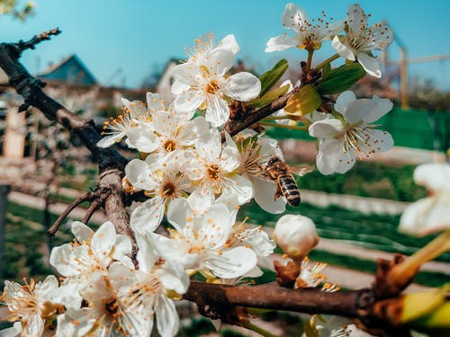 有关prunus cerasifera, 分公司, 动物的免费素材图片