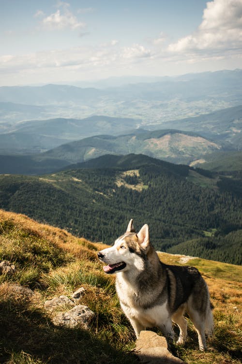 听话的纯种狗在阳光灿烂的日子在山坡上休息 · 免费素材图片