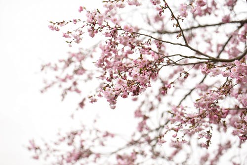 有关分公司, 弹簧, 春天的花朵的免费素材图片