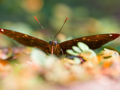 有关lepidopterology, ベベアリア, 公园的免费素材图片