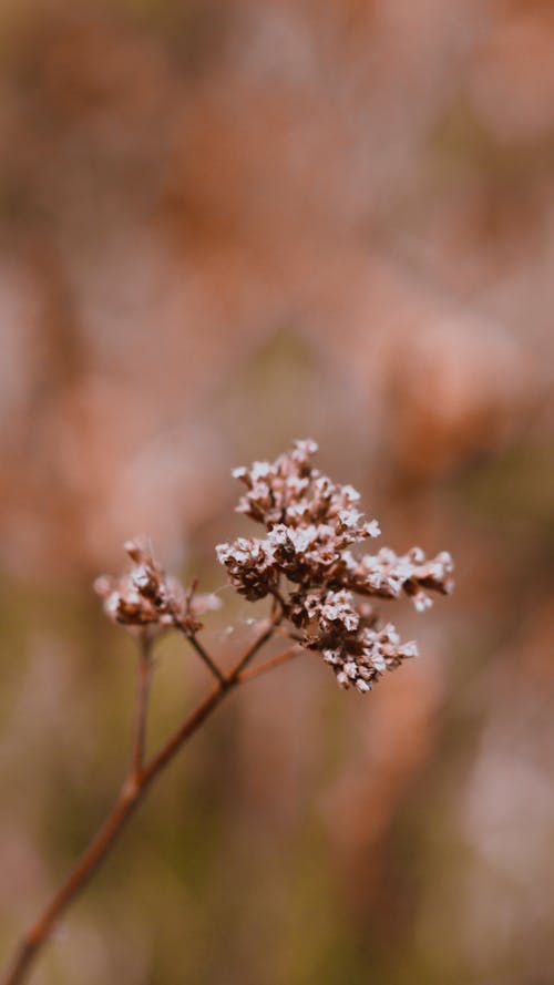 有关Copyspace, umbellifer, 乾的的免费素材图片