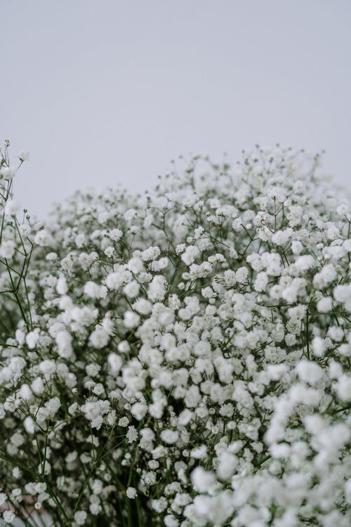 有关一束鲜花, 修剪花草, 在家的免费素材图片