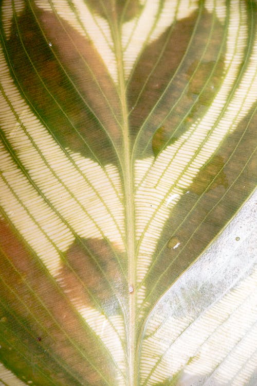 Calathea Makoyana植物的柔和绿叶 · 免费素材图片