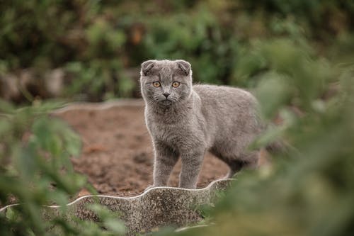 小小猫站在地上 · 免费素材图片