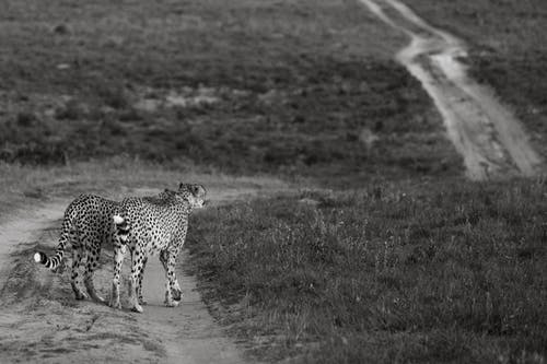 有关acinonyx jubatus, bw, 亚洲猎豹的免费素材图片