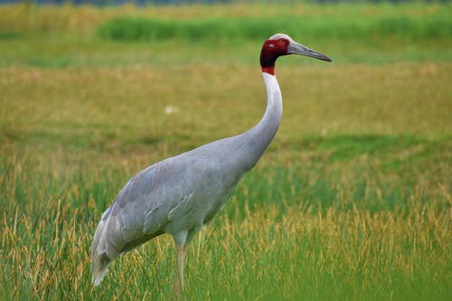 有关sarus crane, 侧面图, 公园的免费素材图片