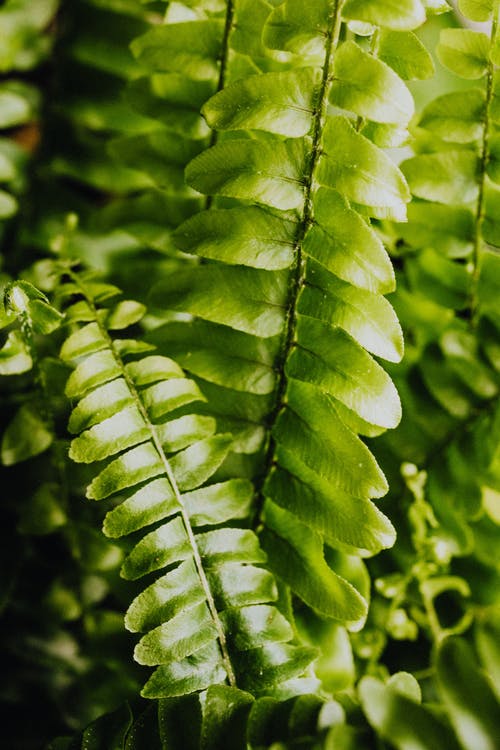 有关壁纸, 室内植物, 工厂的免费素材图片