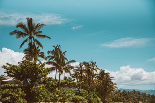 有关夏威夷, 岩石的, 棕榈树的免费素材图片