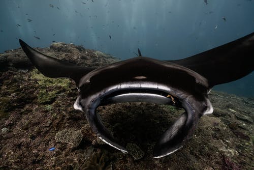 水下黑白鲨 · 免费素材图片