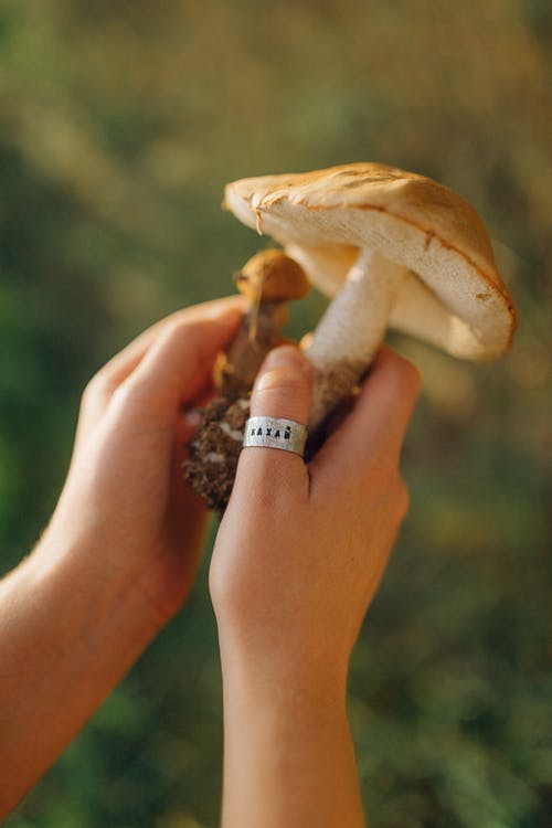 有关倾斜移位, 手, 野生蘑菇的免费素材图片