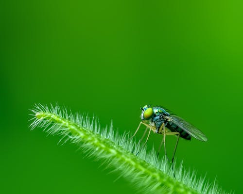 有关agapostemon, 侧面图, 动物的免费素材图片