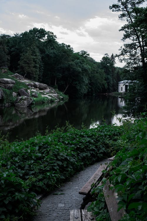 有关公園, 樹, 樹木的免费素材图片