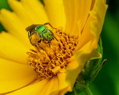 有关agapostemon, 动物, 味道的免费素材图片