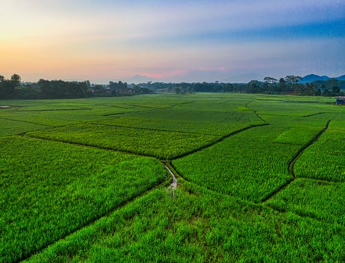 有关农业用地, 农地, 印尼的免费素材图片