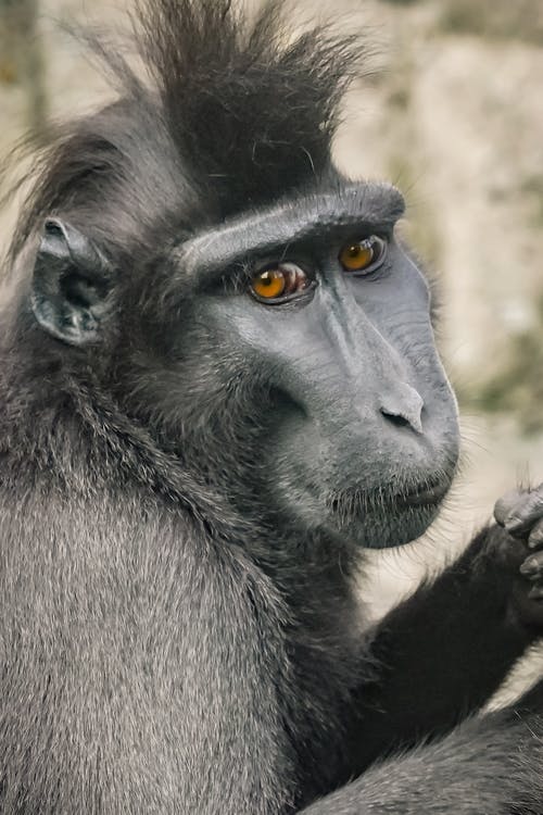有关凤头猕猴, 动物, 动物摄影的免费素材图片