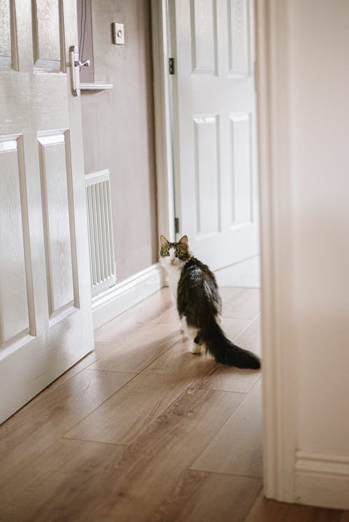 可爱的猫咪在家里的木地板上行走 · 免费素材图片