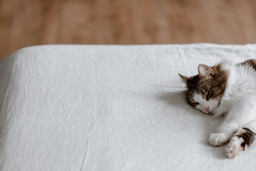懒猫在家里的软床上睡觉 · 免费素材图片