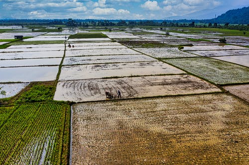 有关下田, 印尼, 增长的免费素材图片