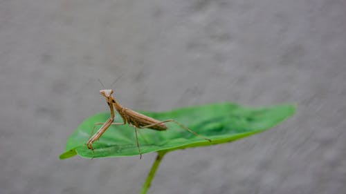 有关动物学, 动物, 动物园的免费素材图片