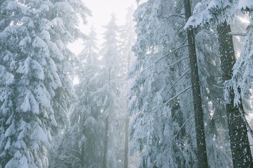 冬季森林与茂密的树木在雾中 · 免费素材图片