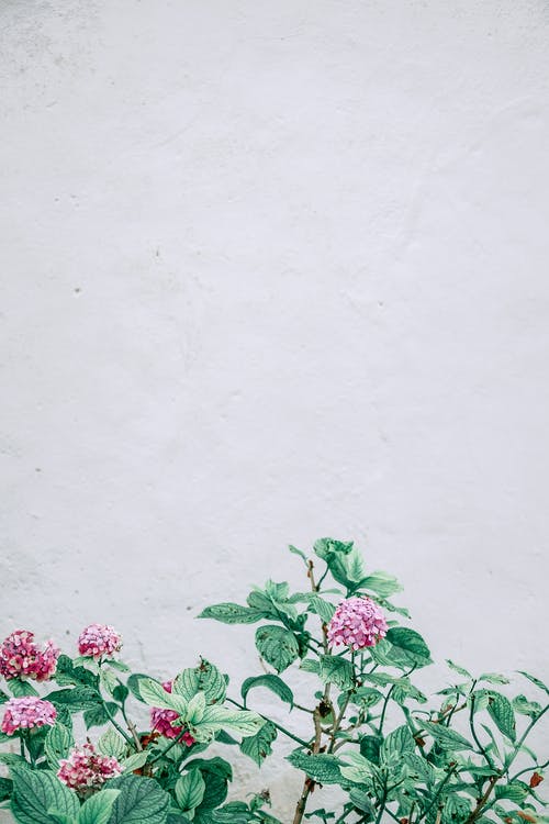 白墙盛开的绣球花 · 免费素材图片
