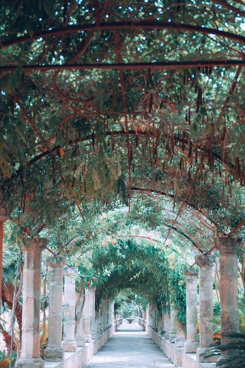 狭窄的拱形路径与古董列装饰着花园里的绿色植物 · 免费素材图片