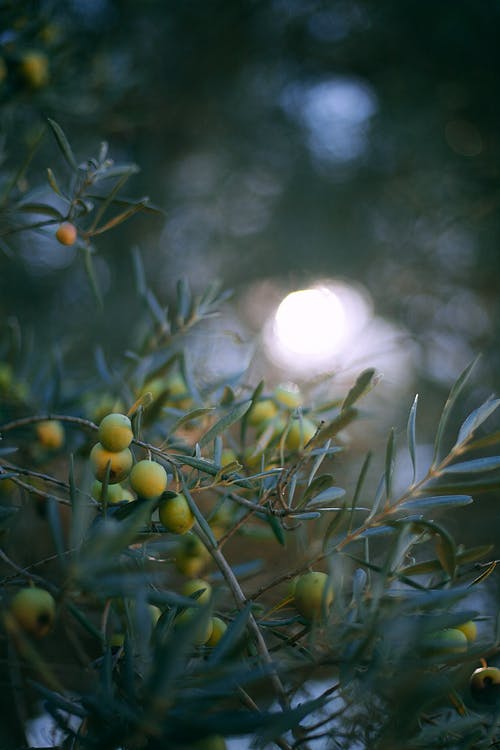橄榄树在黑暗的花园中的分支 · 免费素材图片