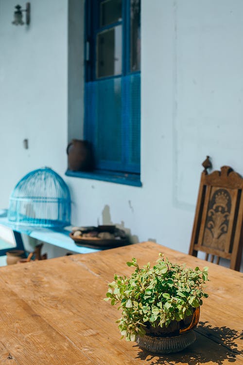 露台上桌上的盆栽的植物 · 免费素材图片