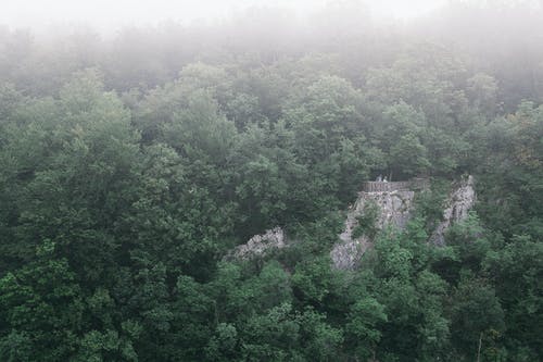 大雾天山上的绿色森林 · 免费素材图片