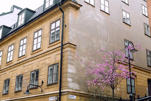 樱花在旧住宅楼的拐角处 · 免费素材图片