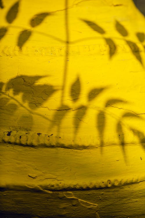 在白天的黄墙上的叶子的影子 · 免费素材图片