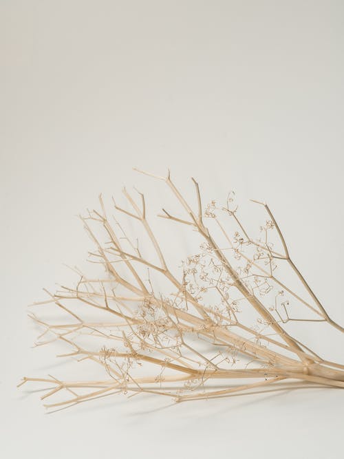 白色桌上干的植物分支 · 免费素材图片