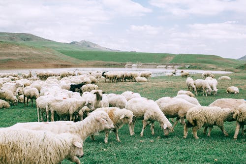 羊群在绿色草地上 · 免费素材图片