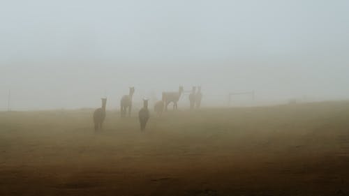 有关动物, 後视图, 有雾的免费素材图片