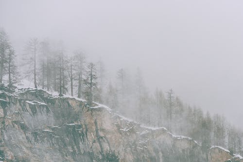 绿树覆盖着雪 · 免费素材图片