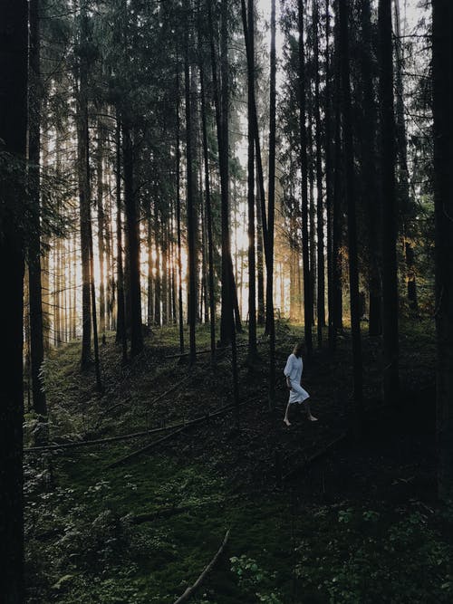 白衬衫在森林上行走的人 · 免费素材图片