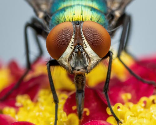 有关syrphid飞, 动物, 味道的免费素材图片