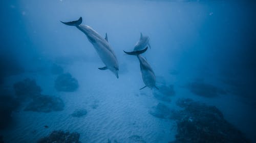 海豚在深蓝色的水中游泳 · 免费素材图片
